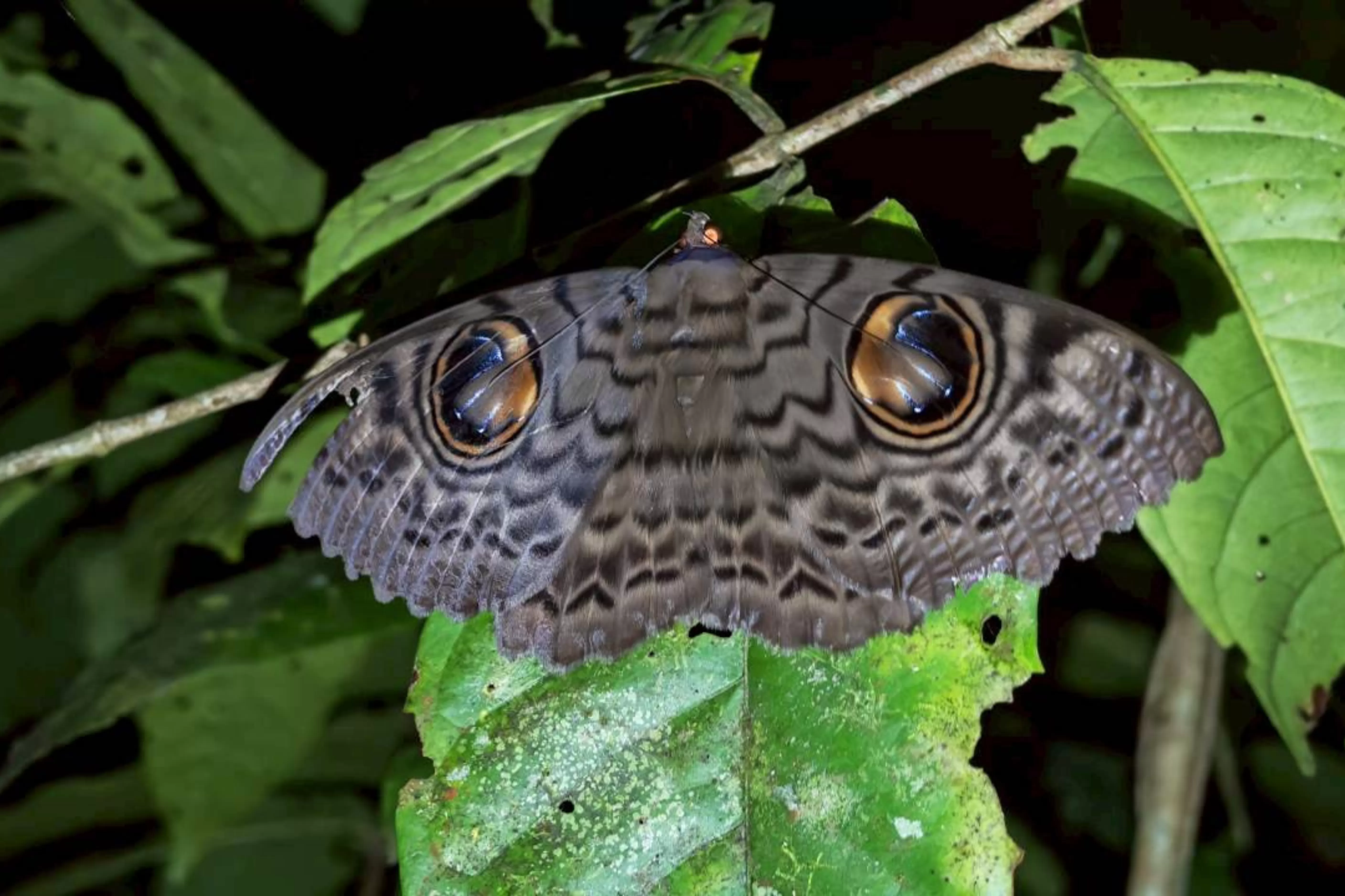 Jungle Adventure – Walk Into the Wild