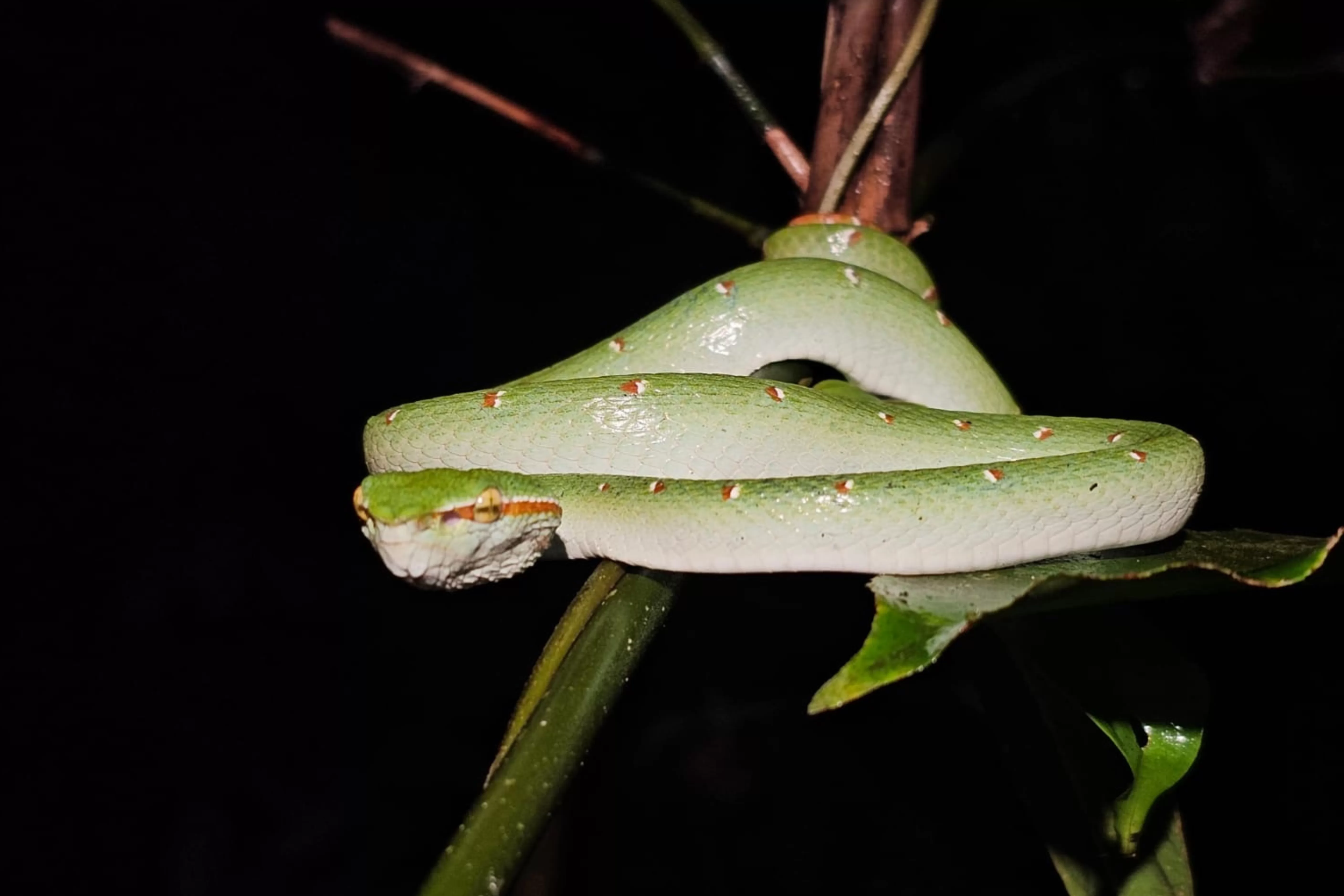 Jungle Adventure – Walk Into the Wild